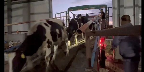 譜華威乳業(yè)集團(tuán)奶牛養(yǎng)殖牧場(chǎng)第三批奶牛入園成功2.jpg 譜華威乳業(yè)集團(tuán)奶牛養(yǎng)殖牧場(chǎng)第三批奶牛入園成功2.jpg