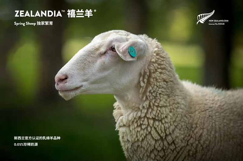 Spring Sheep���dȫ�d����׃��̷�����^ע���@�G����CBME05.jpg